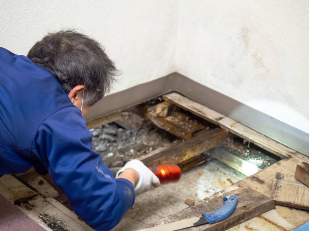 Best Office Mold Removal Services  in Amery, WI