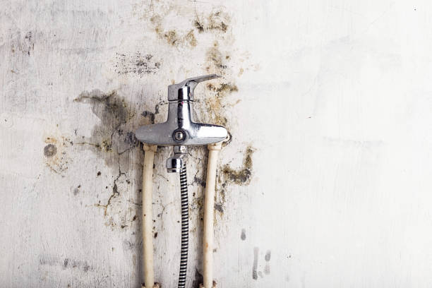 Best Mold Testing  in Amery, WI