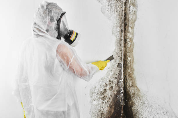 Best Home Mold Removal  in Amery, WI
