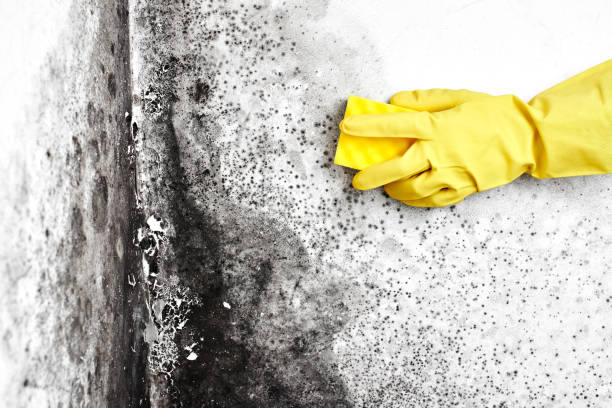 Best Local Mold Removal Service  in Amery, WI