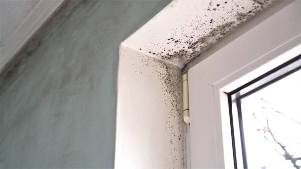 Mold Removal and Inspection in Amery, WI