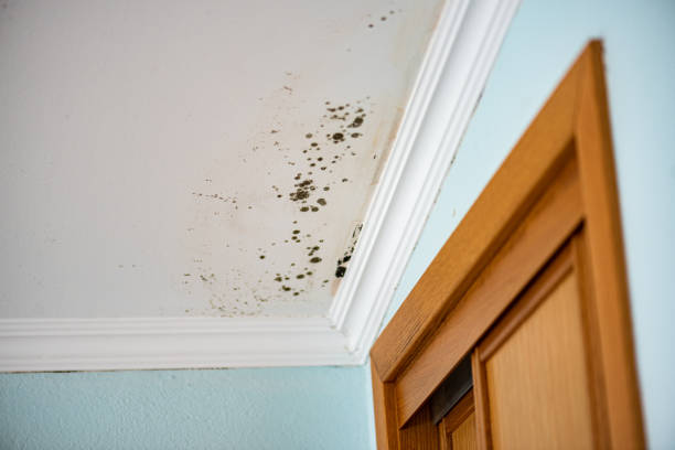 Best Certified Mold Removal  in Amery, WI