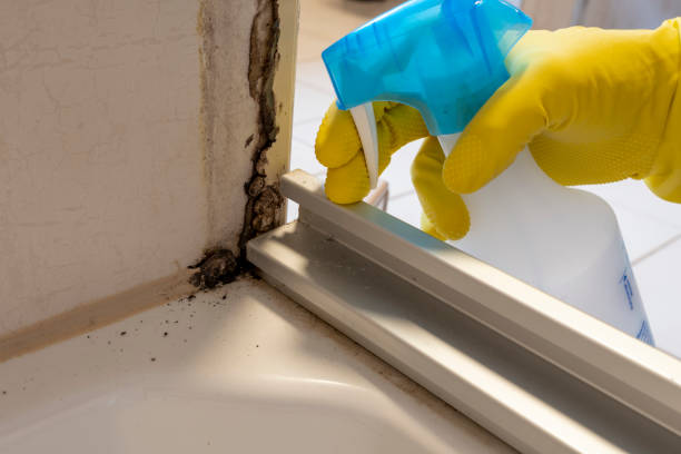 Best Attic Mold Removal  in Amery, WI