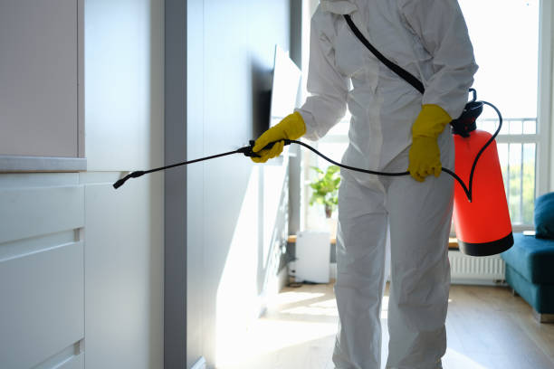 Best Mold Damage Repair  in Amery, WI