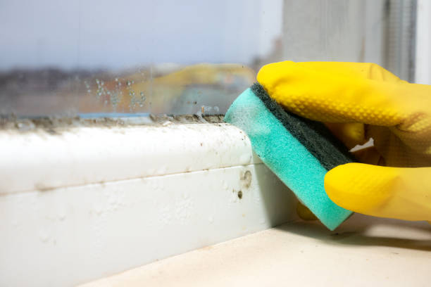 Best Mold Cleaning Services  in Amery, WI