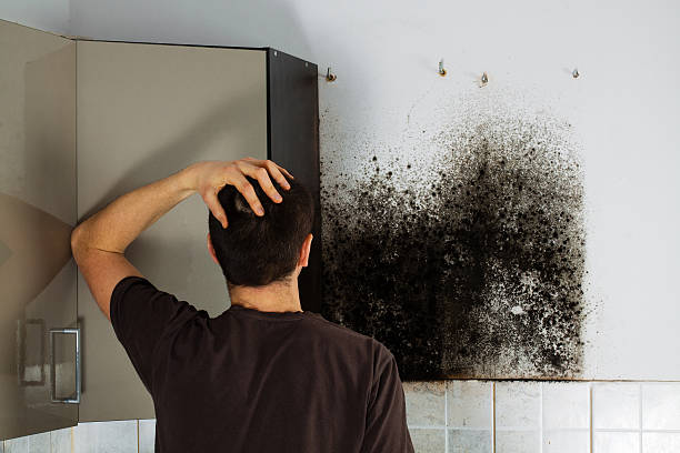 Best Crawl Space Mold Removal  in Amery, WI
