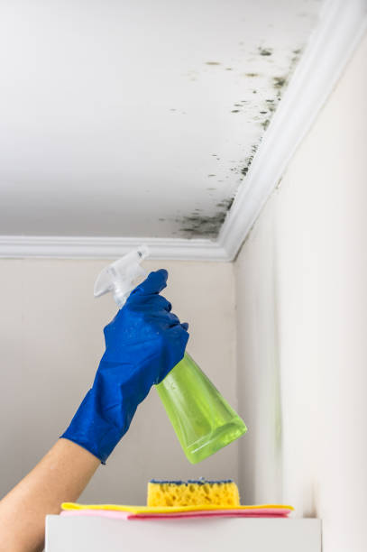 Best Black Mold Removal  in Amery, WI