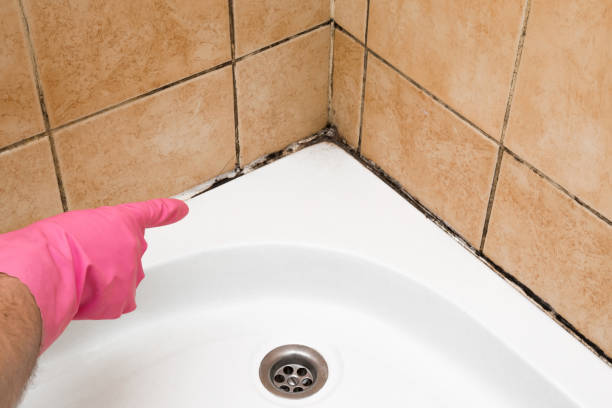 Best Emergency Mold Removal  in Amery, WI